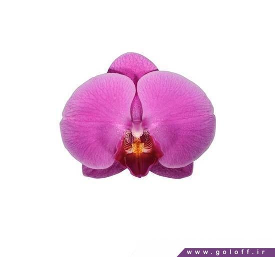 گل ارکیده فالانوپسیس هالیوود - Phalaenopsis Orchid | گل آف